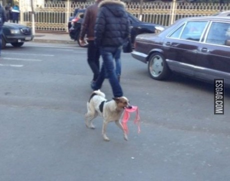 Perrito travieso