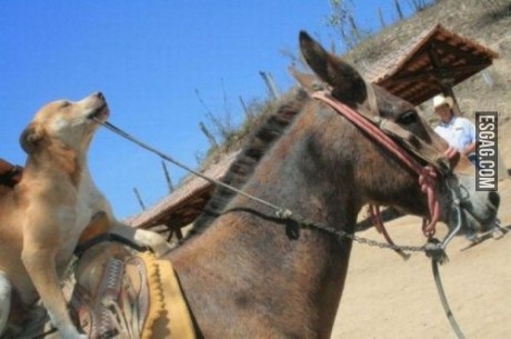 Este perro anda mejor a caballo que yo...