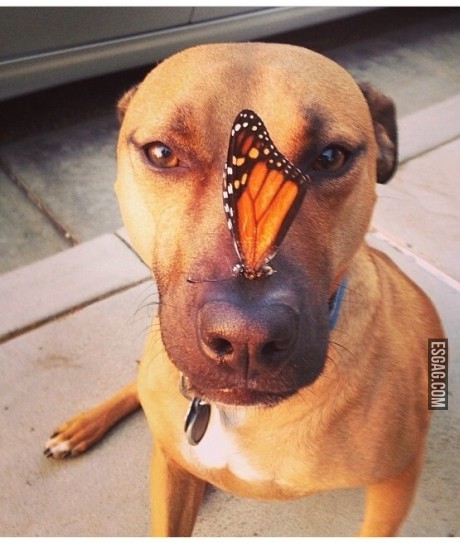 Perro mariposón