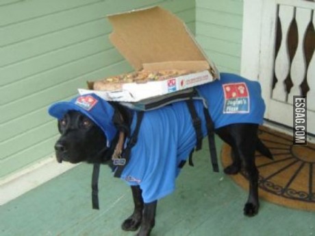 La pizza llega rápido, si no se la come antes el perro